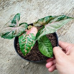 Syngonium Milk Confetti Variegated Pink and Green Houseplant