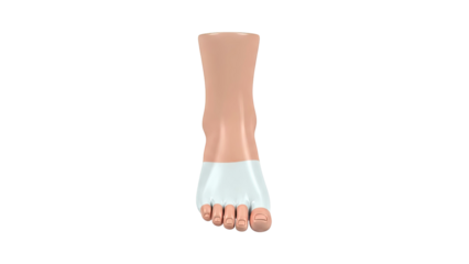 3D Rendering of a Human Foot with Toe Separator
