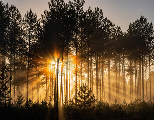 sunrise in the forest