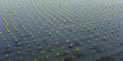 A farmer's rice paddy is now cultivating sesame as a high-quality agricultural product for the...