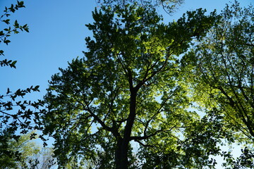 Large tree with spring canopy at Kings Point Park, Great Neck, Long Island