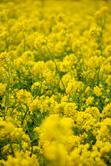 Obraz premium Yellow rapeseed flowers filling the frame