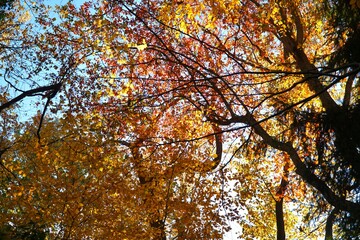 Autumn leaves and tree canopy at Kings Point Park