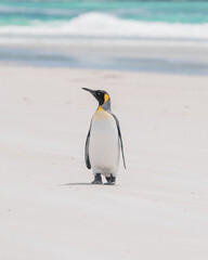 Fototapeta premium A Cute King Penguin Stands on The Beach Head Up Falkland Islands Volunteer Point Penguin Colony. Antarctica Travel Excursion. Wildlife Natural Habitat