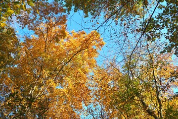 Kings Point Park forest canopy in autumn