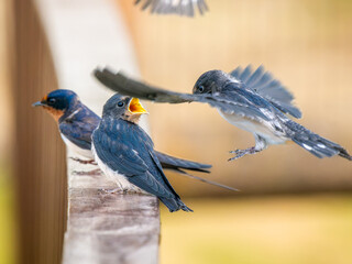 餌をもらうツバメ