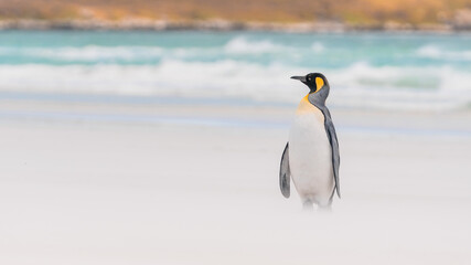 Fototapeta premium A King Penguin Stands on The Beach Wind Storm Falkland Islands Volunteer Point Penguin Colony. Antarctica Travel Excursion. Wildlife Natural Habitat