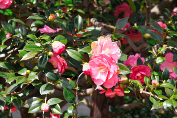 京都　地蔵院（椿寺）五色八重散椿（日本京都府京都市）
Kyoto　Jizoin Temple　&ldquo;Tsubaki-dera&rdquo; (Camellia Temple) &ldquo;Goshiki Yae Chiri Tsubaki&rdquo; (Kyoto City, Kyoto Prefecture, Japan)
