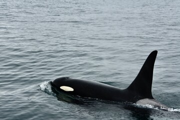 Fototapeta premium Orca up close, whale in the sea