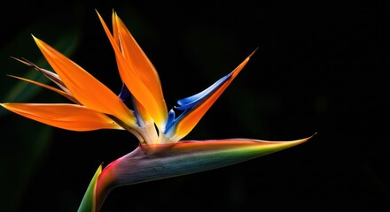 Exotic bird of paradise flower on black backdrop exhibiting vibrant tropical colors and unique