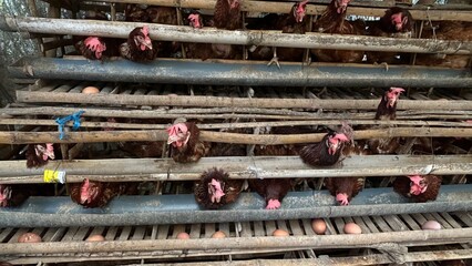 Laying hens, a breed of chicken focused on producing high-quality eggs