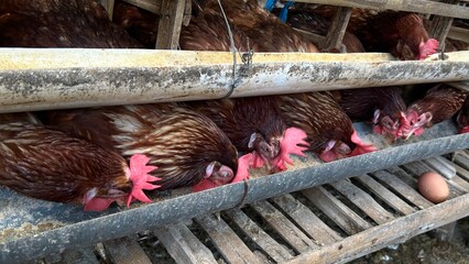 raditional chicken farm with egg-laying hens in a rural environment. Laying hens,