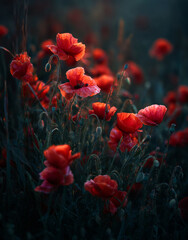Obraz premium Field of vibrant red poppies with delicate, silky petals and slender green stems bathed in soft, warm glow during sunset