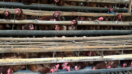 raditional chicken farm with egg-laying hens in a rural environment. 
