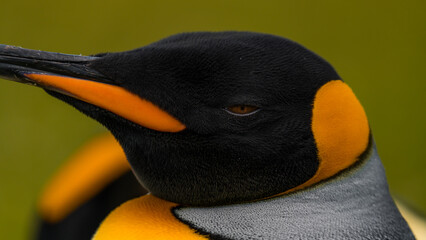 A King Penguin Extreme Close Up Eye. Feathers Beak Natural Details Green Background. Falkland Islands Volunteer Point Colony. Antarctica Excursion © And They Travel