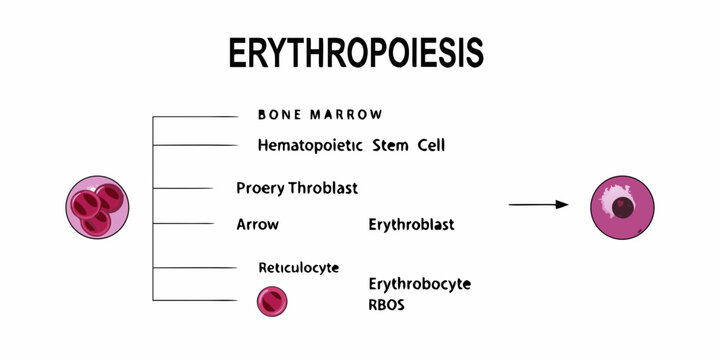 Erythropoiesis process bone marrow development of red blood cells illustrated