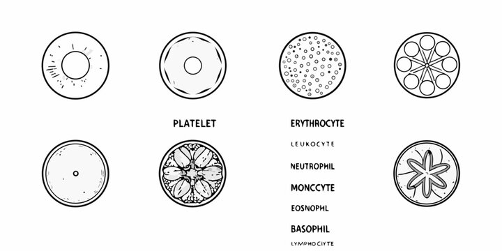 Detailed illustrations of human blood cells platelets erythrocytes leukocytes and more