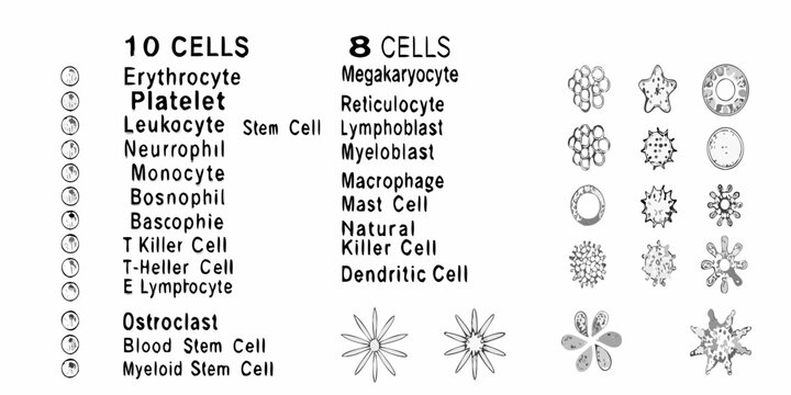 Microscopic view of various blood cells and their distinct morphological characteristics