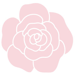 pink rose flower
