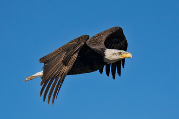 Bald eagle soaring gracefully against clear blue sky