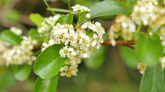 White flowers with bugs and insects