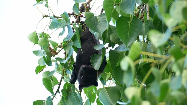 Close up shot of a wild black flying fox (Pteropus alecto) hangs upside down from a branch, chewing and extracting juice from the fruit, a native Australian fruit bat.