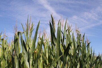 Corn stalk leaves and tops