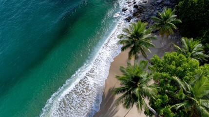Aerial View of Tropical Beach with Palm Trees and Turquoise Ocean