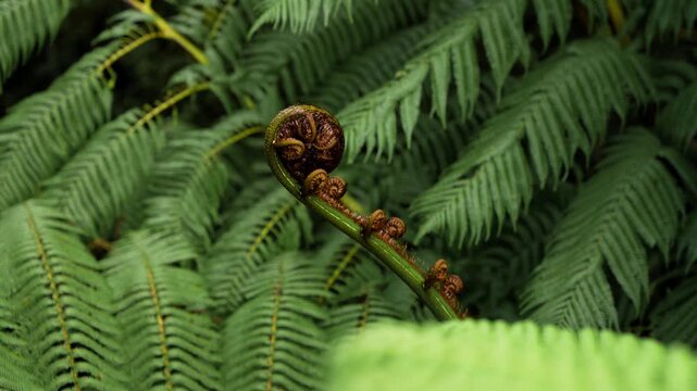 Fern koru unfurls among lush fronds and sways in a light breeze, static handheld close up