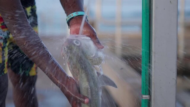 Life in a remote Indigenous island community. An Indigenous youth cleans fresh fish catch under running water. Clip 1