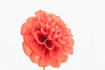 赤いダリアの花を白背景で撮影02