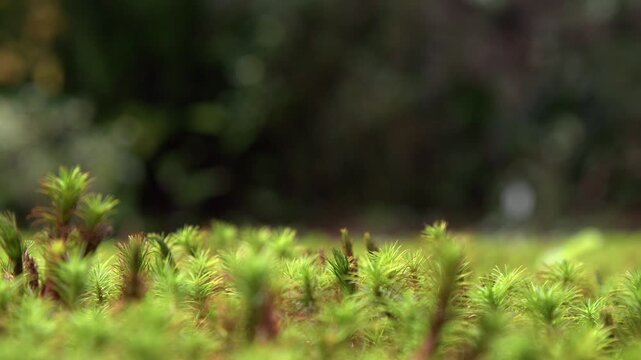 Narrow focus ground level closeup detail of vivid green moss on ground
