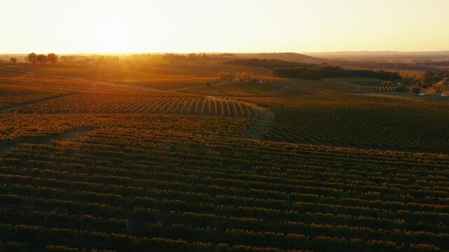 High angle drone shot emphasizing the symmetry of grapevine rows stretching across rolling hills during a fall sunset.