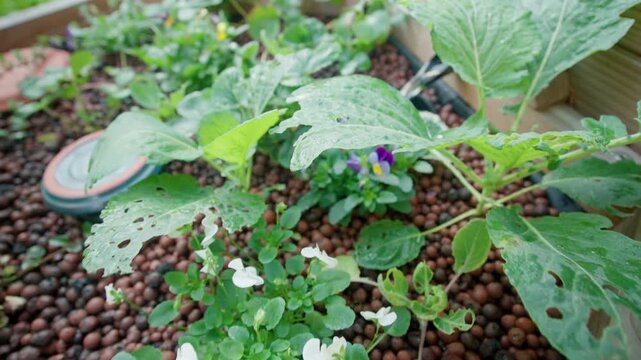 Backward tracking shot revealing green leaves and viola flowers in an aquaponic grow bed filled with clay pebbles. Hydroponic gardening system details close up with organic vegetation.