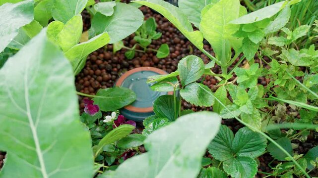 Green monitoring device or irrigation cover sitting among strawberry plants in an aquaponics grow bed. Technology integrated with sustainable organic farming.