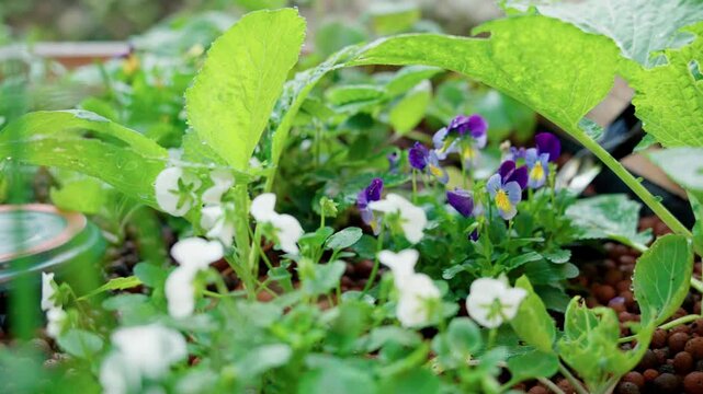Aquaponics close-up. Strawberry flowers and white violas growing in expanded clay pebbles. Hydroponic gardening bed with lush green serrated leaves and blooms in a soil-less system.