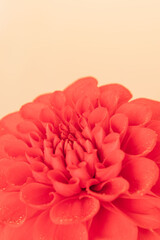 赤いダリアの花をベージュ背景でクローズアップ撮影09
