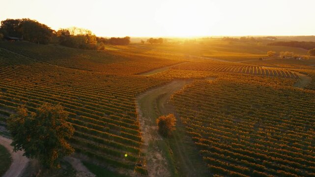 Aerial glide over orange-hued vineyard rows capturing the warm glow of the setting sun on the French countryside landscape.