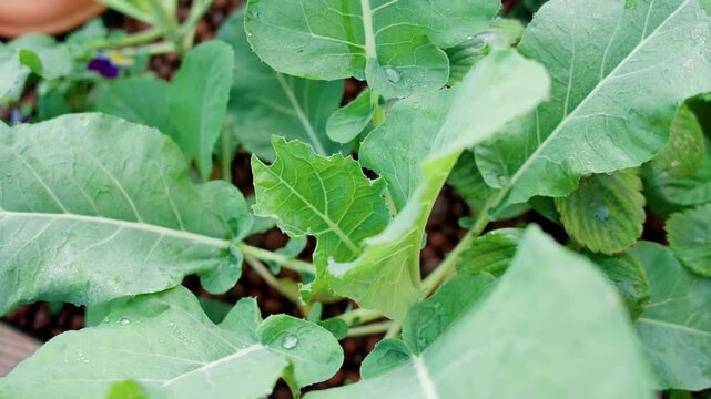 Healthy kale plants growing in expanded clay pebbles within an aquaponics setup. Sustainable urban farming detail showing vibrant green leaves and organic cultivation methods without soil.