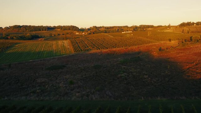 Agriculture landscape featuring aligned vine rows under a soft evening sky. Aerial perspective of a Dordogne wine estate during fall harvest season, showcasing rural farming textures.