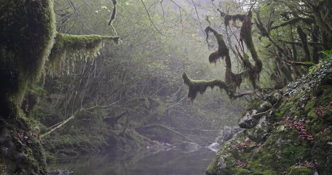 Slow left traveling shot of a mystical forest stream, surrounded by ancient moss-covered trees. REC709 4KDCI footage.serene, untouched atmosphere with dense greenery, Peaceful and magical