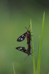 This moth belongs to the Erebidae family, subfamily Arctiinae (tiger moths). 
They have a black color with a yellow or orange band on the belly, and transparent "windows" on the wings. 