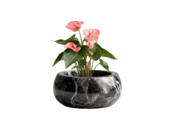 Pink Anthurium plant in a round black marble planter with white veining isolated on a transparent background 1