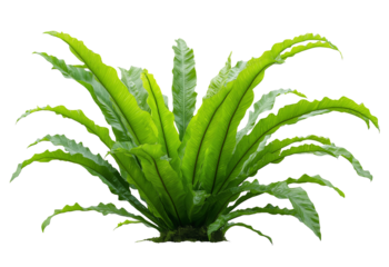 Lush green birds nest fern plant with ruffled fronds isolated on a transparent background bird's nest fern