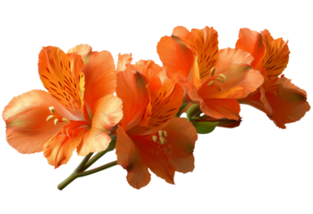 Cluster of vibrant orange Alstroemeria flowers with delicate dark stripes on petals isolated on a transparent background 1