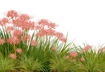 Pink spider lilies and green grasses in a garden bed isolated on a transparent background Lycoris radiata
