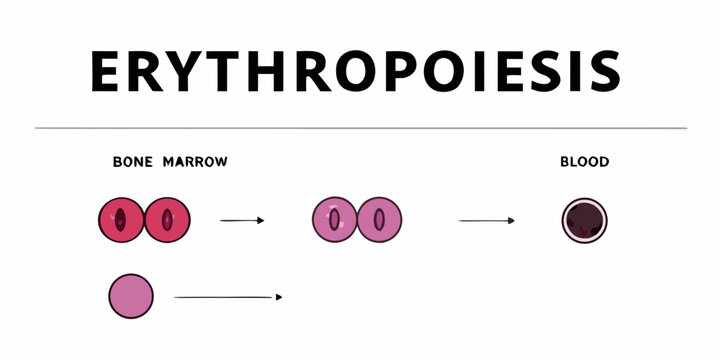 Erythropoiesis process diagram bone marrow to blood cell development stages