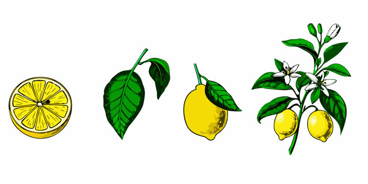 A botanical illustration showcasing lemons leaves blossoms and a sliced fruit