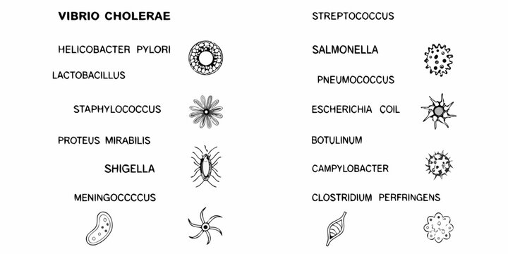 Illustrative depiction of various bacterial morphologies and their representative names