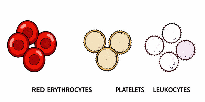 Visualizing blood components erythrocytes platelets and leukocytes depicted in a diagram